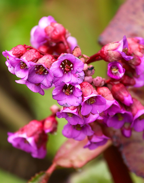 Bergenia cordifolia `Rotblum`