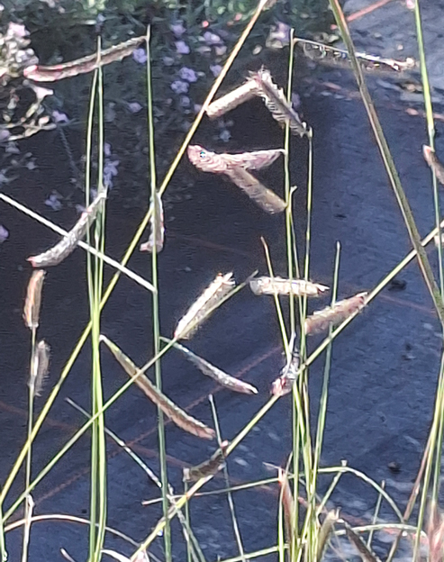 Bouteloua curtipendula ``