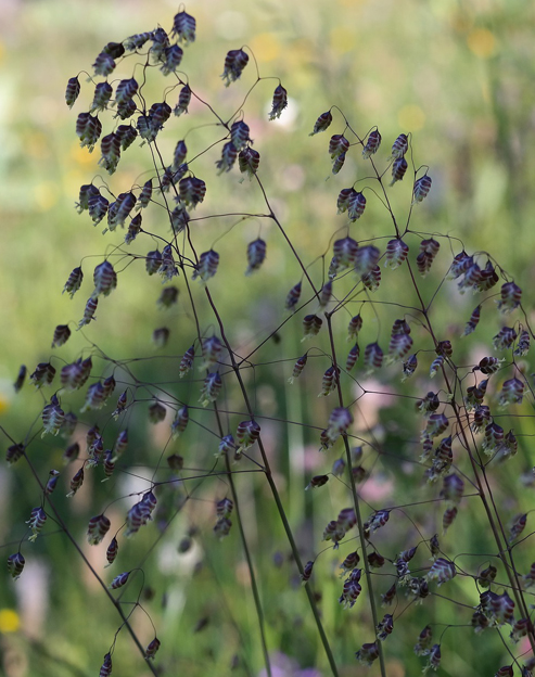 Briza media `Limouzi`