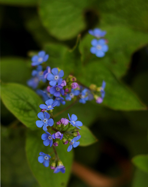 Brunnera sibirica ``