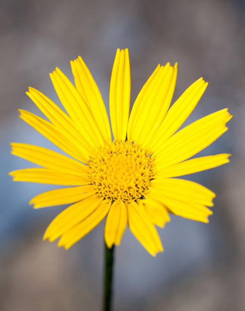 Buphthalmum salicifolium `Alpengold`