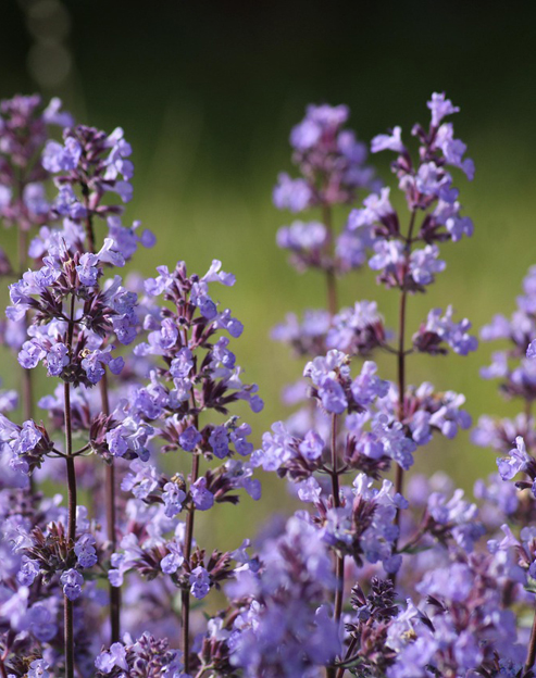 Calamintha nepeta ``