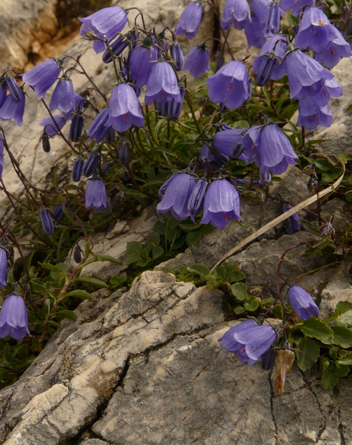 Campanula cochleariifolia `blau`