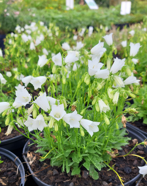 Campanula cochleariifolia `weiss`