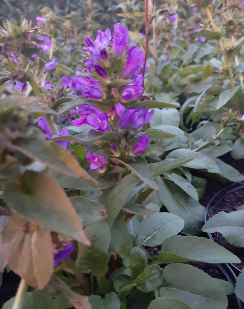 Campanula glomerata `Acaulis`