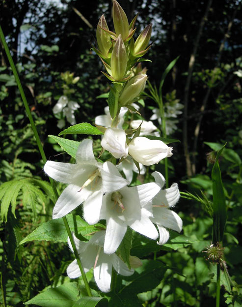 Campanula glomerata `Alba`