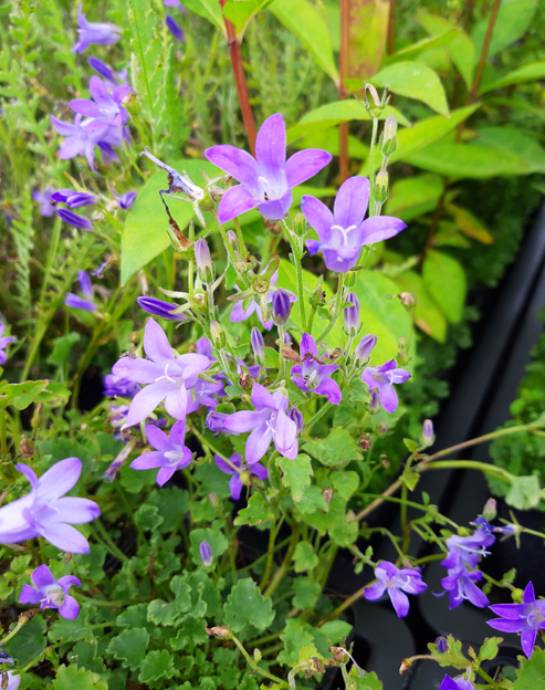 Campanula portenschlagiana ``
