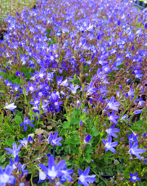 Campanula poscharskyana ``