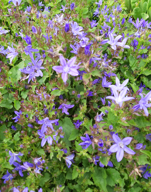 Campanula poscharskyana `Stella`