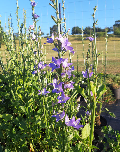 Campanula pyramidalis ``