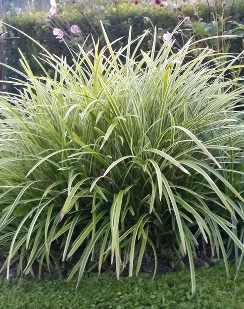 Carex foliosissima `Icedance`