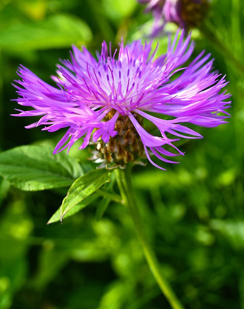 Centaurea dealbata `Rosea`