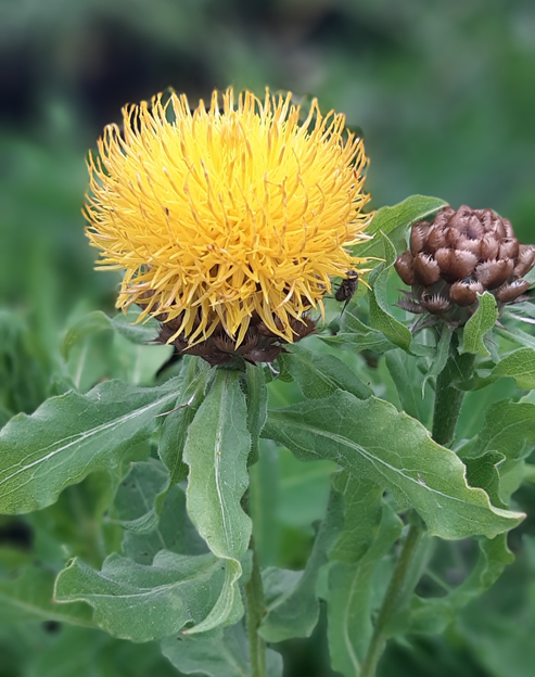 Centaurea macrocephala ``