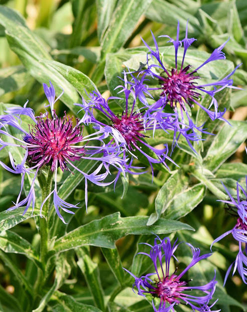 Centaurea montana ``