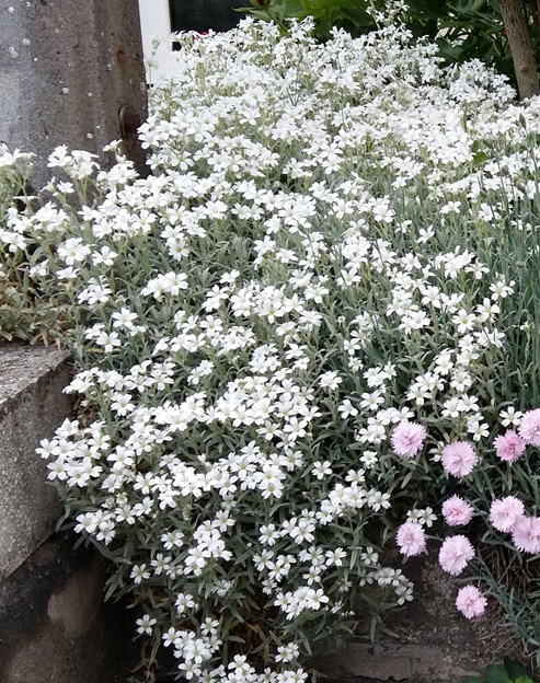 Cerastium tomentosum ``