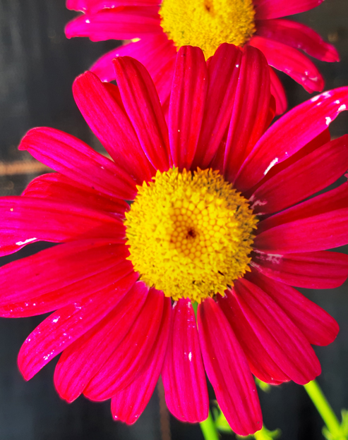Chrysanthemum coccineum ``