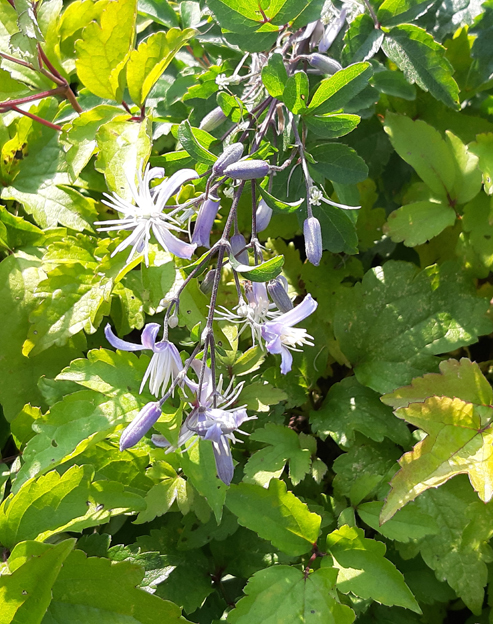 Clematis jouiniana `Praecox`
