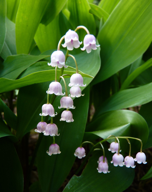 Convallaria majalis ``