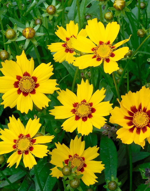 Coreopsis grandiflora `Sonnenkind`