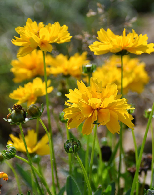 Coreopsis grandiflora `Sunray`