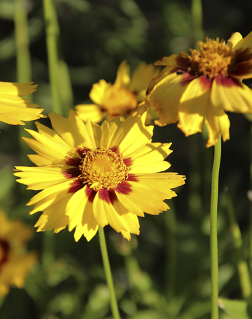 Coreopsis lanceolata `Rotkehlchen`
