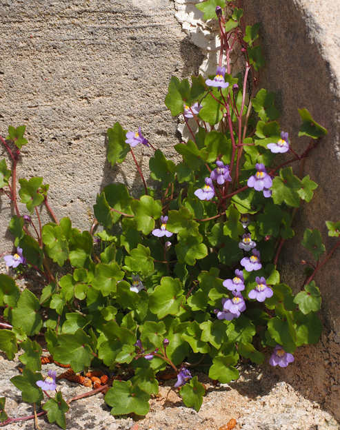 Cymbalaria muralis ``
