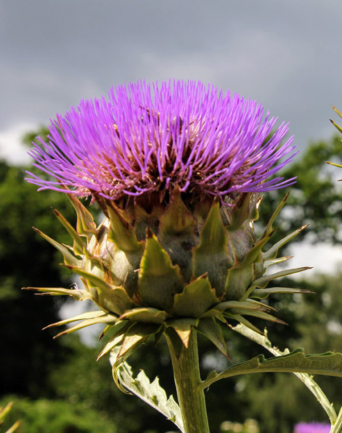 Cynara cardunculus ``
