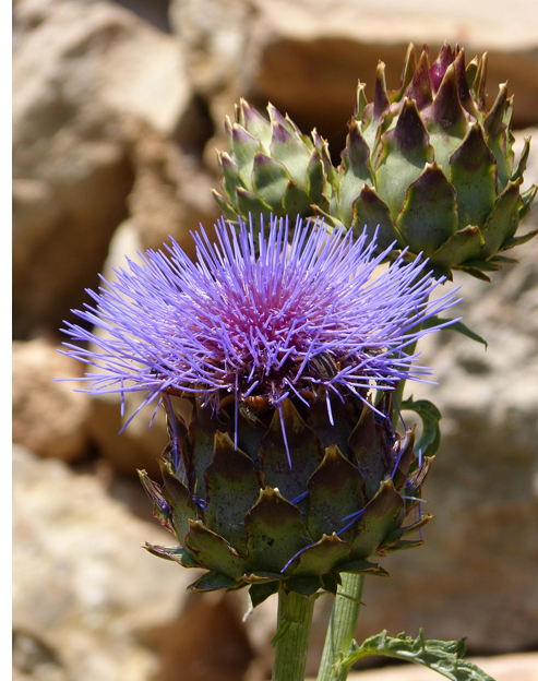 Cynara scolymus ``