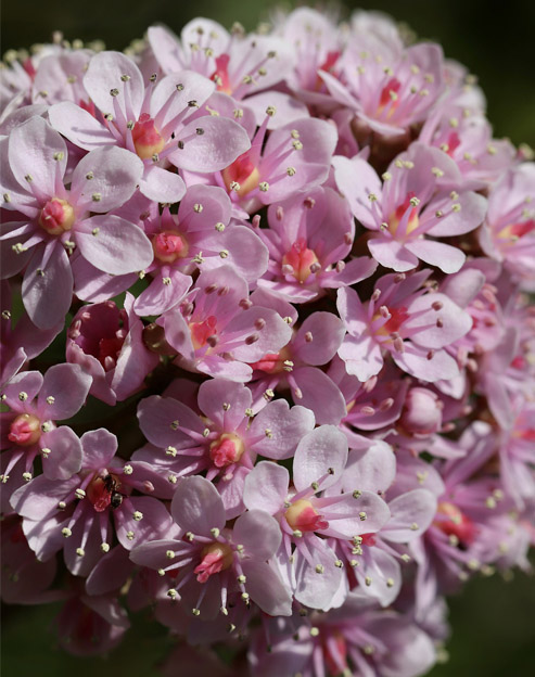 Darmera peltata `Nana`