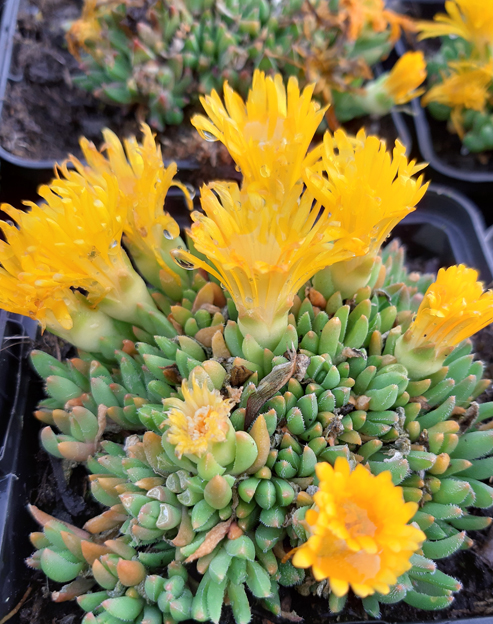 Delosperma congestum ``