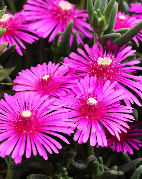 Delosperma cooperi ``