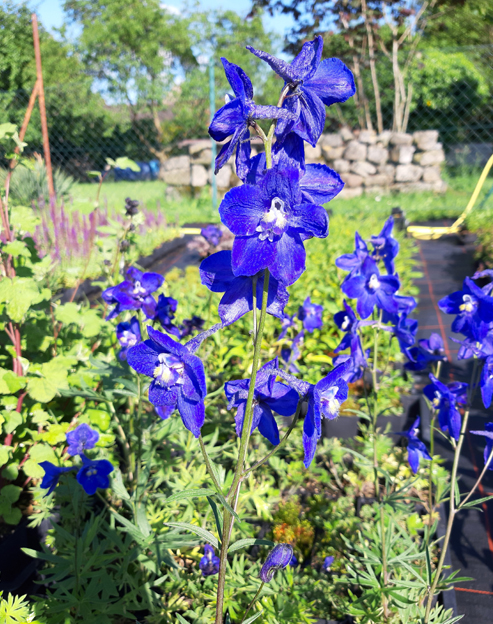 Delphinium belladonna `Atlantis`