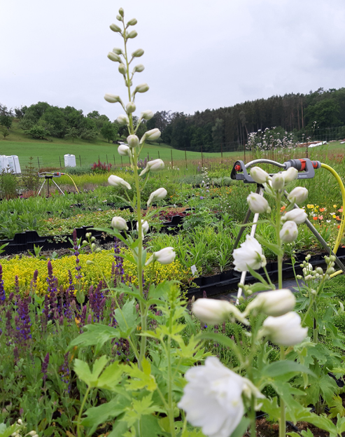 Delphinium cultorum `Galahad`