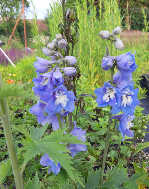 Delphinium cultorum `Hellblau`