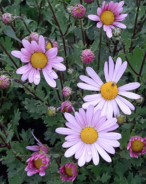 Dendranthema arcticum `Roseum`
