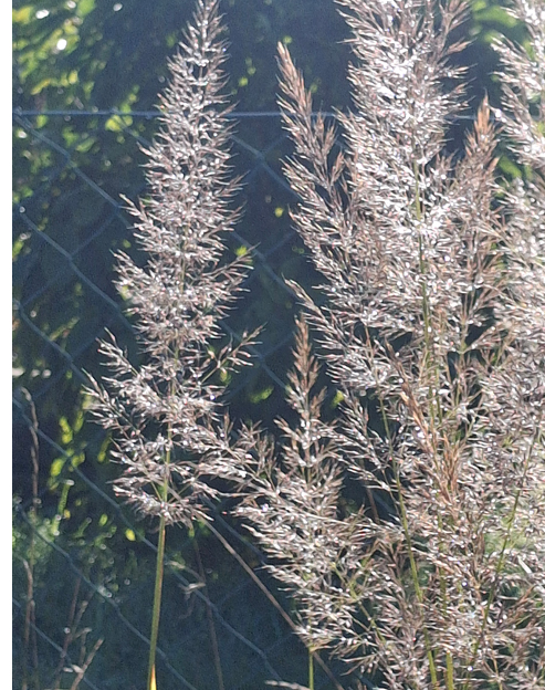 Deschampsia cespitosa `Schottland`