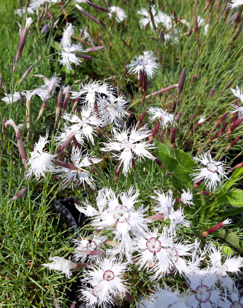 Dianthus arenarius ``