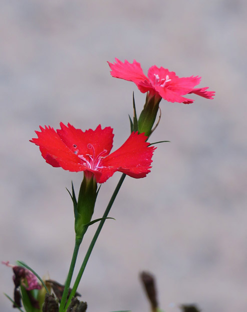 Dianthus deltoides `Leuchtfunk`