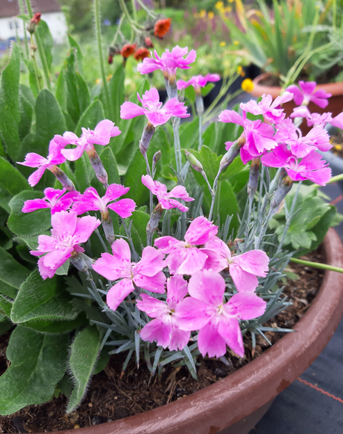 Dianthus gratianopolitanus ``