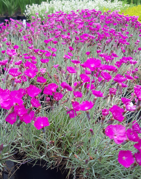 Dianthus gratianopolitanus `Feuerhexe`