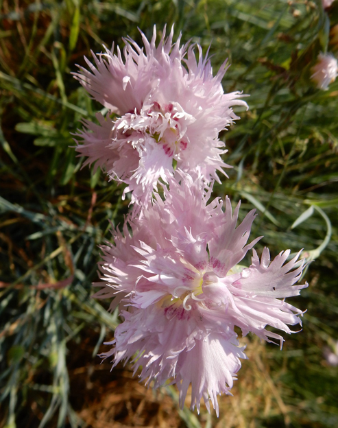 Dianthus gratianopolitanus `Rosa`