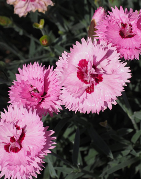 Dianthus plumarius `Mix`