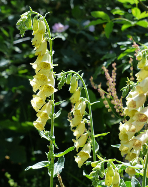 Digitalis lutea ``
