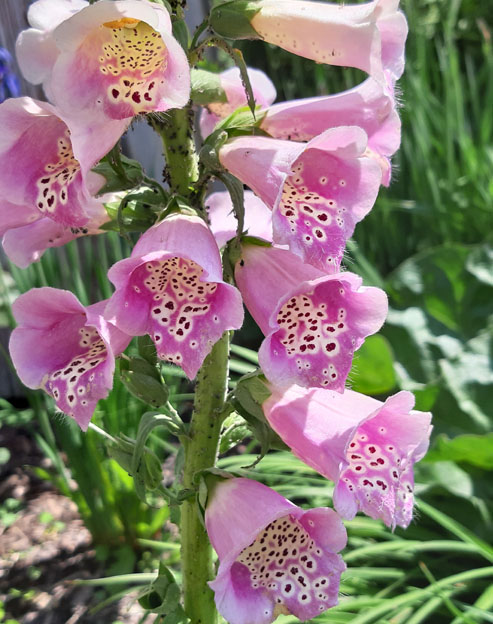Digitalis purpurea `Mischung`