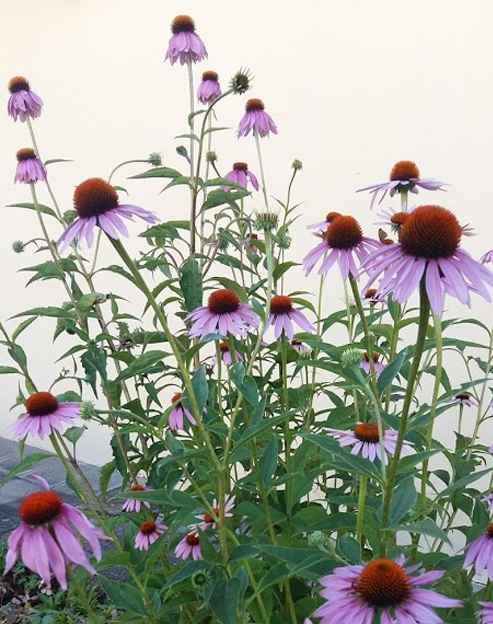Echinacea purpurea ``