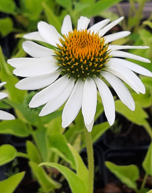 Echinacea purpurea `Alba`