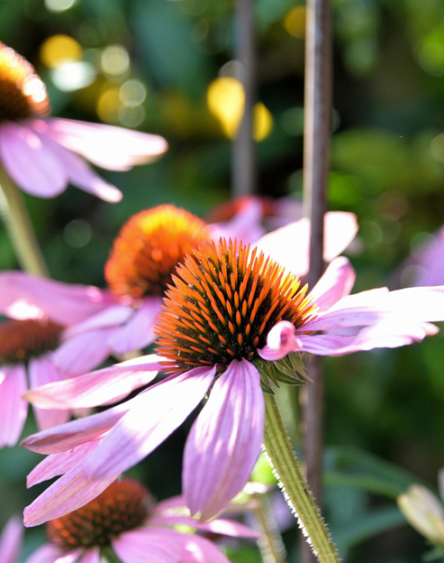 Echinacea purpurea `Magnus`