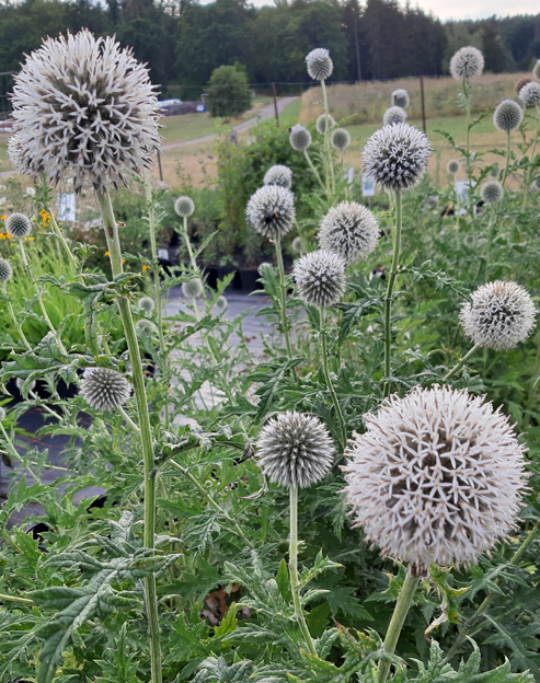 Echinops banaticus `Albus`