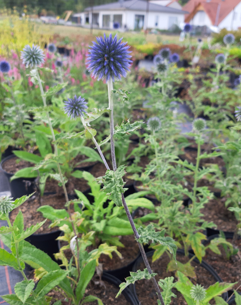 Echinops ritro ``