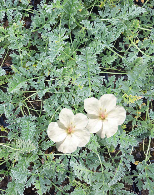 Erodium chrysanthum ``